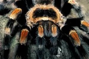 Bird Eating Spider Prints: Red-kneed Tarantula (Eurypelma smithi) Close-up - endangered - Mexico