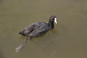 Iberia Prints: Red-knobbed Coot (Fulica cristata) adult, swimming, Majorca, Balearic Islands, Spain, June