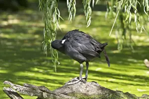 Red knobbed Coot preening at Rietvlei Nature Reserve South Africa
