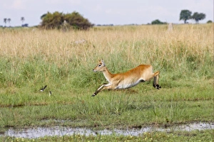 Jump Prints: Red Lechwe (Kobus leche leche) adult female