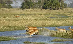 Jump Prints: Red Lechwe (Kobus leche leche) adult females and calves