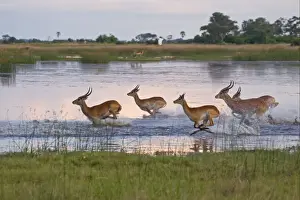 Jump Prints: Red Lechwe (Kobus leche leche) adult and immature males