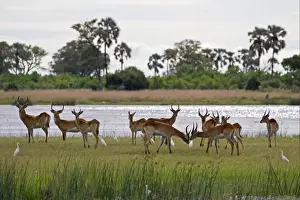 Red Lechwe (Kobus leche leche) adult and immature males, herd standing at edge of water in wetland habitat, with Cattle Egrets (Bubulcus ibis), Okavango Delta, Botswana
