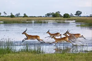 Red Lechwe (Kobus leche leche) adult and immature males, herd running and jumping in wetland habitat, Okavango Delta, Botswana