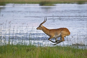 Red Lechwe (Kobus leche leche) adult male, running and jumping in wetland, Okavango Delta, Botswana
