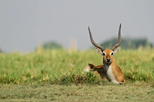 Red Lechwe (Kobus leche leche) adult male, resting on grass in wetland, Chobe N. P. Botswana