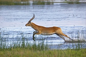 Red Lechwe (Kobus leche leche) adult male, running and jumping in wetland, Okavango Delta, Botswana