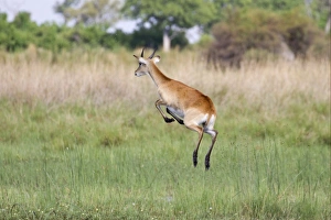 Jump Prints: Red Lechwe (Kobus leche leche) immature male