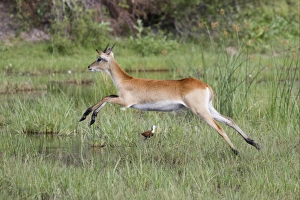 Red Lechwe (Kobus leche leche) immature male, running and jumping in wetland, Okavango Delta, Botswana