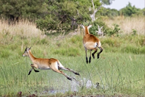 Jump Prints: Red Lechwe (Kobus leche leche) immature males