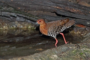 Red-legged Crake (Rallina fasciata) adult, entering forest pool, near Kaeng Krachan, Thailand, May