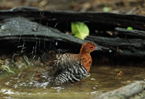 Red-legged Crake (Rallina fasciata) adult, bathing in forest pool, near Kaeng Krachan, Thailand, May