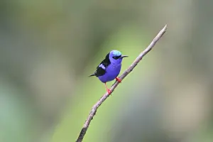 Honeycreeper Prints: Red-legged Honeycreeper (Cyanerpes cyaneus) adult male