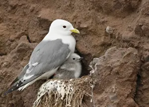 Chicks Prints: Red-legged Kittiwake (Rissa brevirostris) adult with chick