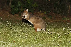 Plateau Prints: Red-legged Pademelon (Thylogale stigmatica) adult female