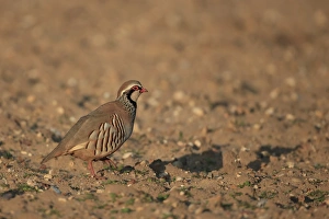 Red-legged Partridge (Alectoris rufa) adult, walking on arable field, Norfolk, England, March