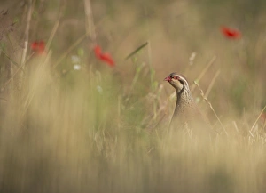 Corn Prints: Red-legged Partridge (Alectoris rufa) adult