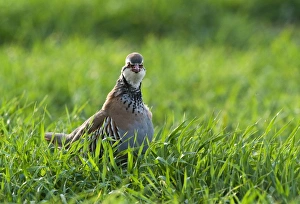 Red-legged Partridge (Alectoris rufa) adult, standing in field of winter wheat crop, Kelling, Norfolk, England, april