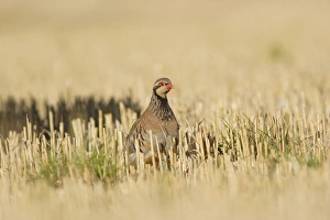 Red-legged Partridge (Alectoris rufa) adult, standing in stubble field, Yorkshire, England, august