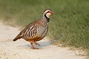 Red-legged Partridge (Alectoris rufa) adult, walking on farm track, Leicestershire, England, april