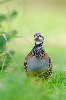 Red-legged Partridge (Alectoris rufa) adult, walking in grass, Oxfordshire, England, September