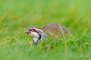Red-legged Partridge (Alectoris rufa) adult, crouching in grass, Oxfordshire, England, September
