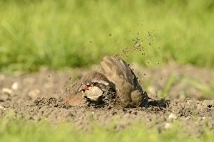 Red-legged Partridge (Alectoris rufa) adult, dustbathing, Oxfordshire, England, September