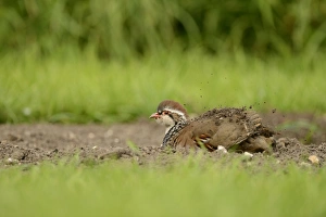 Red-legged Partridge (Alectoris rufa) adult, dustbathing, Oxfordshire, England, September