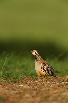Red-legged Partridge (Alectoris rufa) adult, calling, standing in field, Warwickshire, England, June