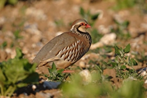 Red-legged Partridge (Alectoris rufa) adult, walking on arable field, Norfolk, England, June