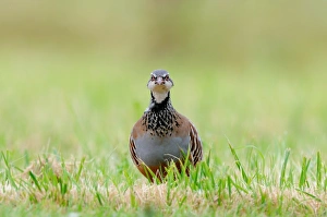 Red-legged Partridge (Alectoris rufa) adult, walking in grass, Oxfordshire, England, September