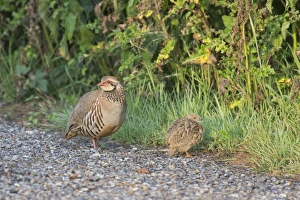 Red-legged Partridge (Alectoris rufa) adult and chick, standing at edge of farm track, Suffolk, England, June