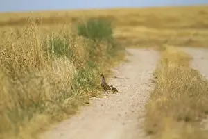 Dirt Prints: Red-legged Partridge (Alectoris rufa) adult with chicks