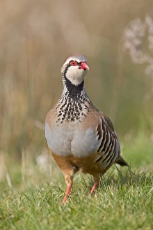 Red-legged Partridge (Alectoris rufa) adult male, standing on grass in field, Suffolk, England, march