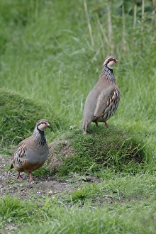 Gamebird Prints: Red-legged Partridge (Alectoris rufa) two adults