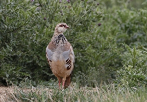 Partridges Prints: Red-legged Partridge (Alectoris rufa) immature