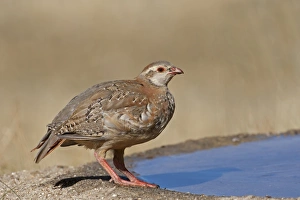 Gamebird Prints: Red-legged Partridge (Alectoris rufa) juvenile