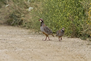 Legged Prints: Red legged Partridge pair, male on right