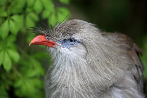 Bill Prints: Red-legged Seriema (Cariama cristata) adult, close-up of head (captive)