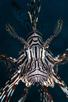 Red Lionfish (Pterois volitans) adult, close-up of head, Lembeh Straits, Sulawesi, Sunda Islands, Indonesia, September