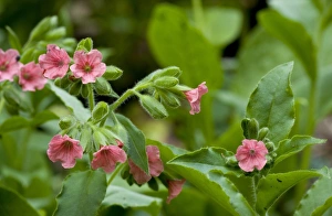 Boraginaceae Prints: Red Lungwort (Pulmonaria rubra) flowering, Bulgaria, may