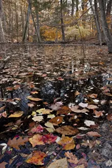 Eastern Seaboard Prints: Red Maple (Acer rubrum) and American Beech (Fagus grandifolia) woodland with fallen autumn leaves in pond