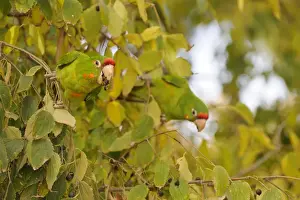 Aliens Prints: Red-masked Parakeet (Aratinga erythrogenys) introduced species
