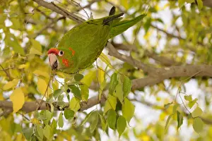 Red-masked Parakeet (Aratinga erythrogenys) introduced species, adult, feeding on fruit in tree, Barcelona, Catalonia