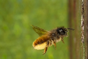 Bees Prints: Red Mason Bee (Osmia rufa) adult female