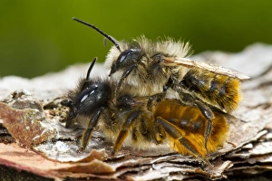 Mating Prints: Red Mason Bee (Osmia rufa) adult pair, mating, Powys, Wales, May