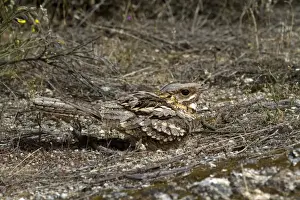 Red-necked Nightjar (Caprimulgus ruficollis) adult, sitting on nest, panting in heat, Extremadura, Spain, may