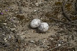 Red-necked Nightjar (Caprimulgus ruficollis) two eggs in nest, Extremadura, Spain, may
