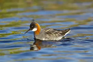Red-necked Phalarope (Phalaropus lobatus) adult female, breeding plumage, feeding on insect, swimming on lake