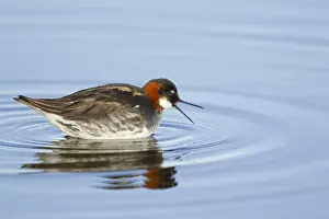 Red-necked Phalarope (Phalaropus lobatus) adult female, breeding plumage, calling on lake, Lake Myvatn, Iceland, June
